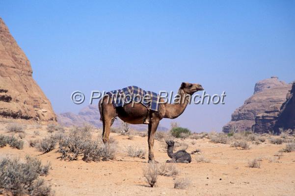 jordanie 05.jpg - MËre dromadaire et son petitDÈsert du Wadi Rum, Jordanie